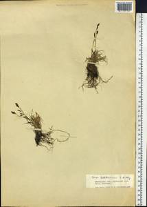 Carex ledebouriana C.A.Mey. ex Trevir., Siberia, Baikal & Transbaikal region (S4) (Russia)