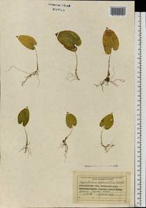 Maianthemum bifolium (L.) F.W.Schmidt, Eastern Europe, West Ukrainian region (E13) (Ukraine)