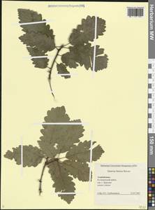 Quercus petraea subsp. iberica (Steven ex M.Bieb.) Krassiln., Caucasus, Azerbaijan (K6) (Azerbaijan)