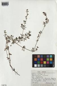 Galium mollugo L., Siberia, Altai & Sayany Mountains (S2) (Russia)