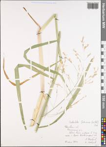 Scolochloa festucacea (Willd.) Link, Eastern Europe, Central forest region (E5) (Russia)