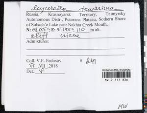 Myurella tenerrima (Brid.) Lindb., Bryophytes, Bryophytes - Krasnoyarsk Krai, Tyva & Khakassia (B17) (Russia)