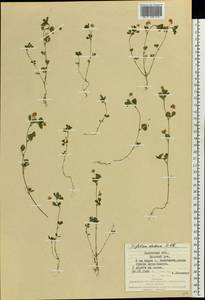 Trifolium dubium Sibth., Eastern Europe, West Ukrainian region (E13) (Ukraine)