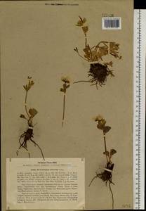 Ranunculus altaicus Laxm., Siberia, Central Siberia (S3) (Russia)