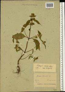 Galeopsis bifida Boenn., Eastern Europe, Belarus (E3a) (Belarus)