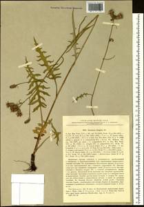 Saussurea elongata DC., Siberia, Baikal & Transbaikal region (S4) (Russia)