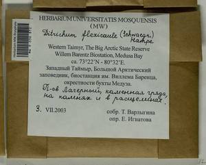 Flexitrichum flexicaule (Schwägr.) Ignatov & Fedosov, Bryophytes, Bryophytes - Krasnoyarsk Krai, Tyva & Khakassia (B17) (Russia)