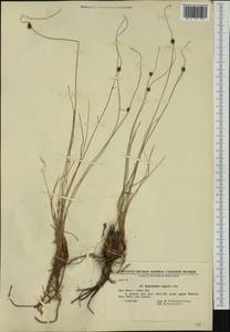 Scirpoides holoschoenus (L.) Soják, Western Europe (EUR) (Bulgaria)