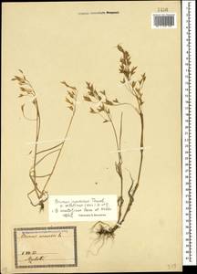 Bromus japonicus Houtt., Caucasus, Georgia (K4) (Georgia)