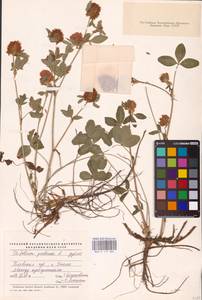 Trifolium pratense L., Eastern Europe, South Ukrainian region (E12) (Ukraine)