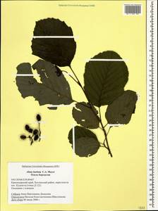 Alnus glutinosa subsp. barbata (C.A.Mey.) Yalt., Caucasus, Black Sea Shore (from Novorossiysk to Adler) (K3) (Russia)