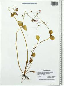 Claytonia sibirica L., Siberia, Chukotka & Kamchatka (S7) (Russia)