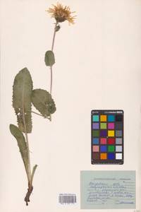 Hypochaeris ciliata (Thunb.) Makino, Siberia, Russian Far East (S6) (Russia)