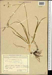 Anthericum ramosum L., Crimea (KRYM) (Russia)