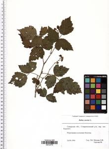 Rubus caesius L., Eastern Europe, Middle Volga region (E8) (Russia)
