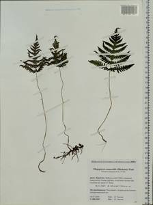 Phegopteris connectilis (Michx.) Watt, Siberia, Baikal & Transbaikal region (S4) (Russia)