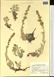 Artemisia stelleriana Besser, Siberia, Russian Far East (S6) (Russia)