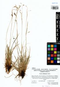 Carex delicata C.B.Clarke, Siberia, Baikal & Transbaikal region (S4) (Russia)