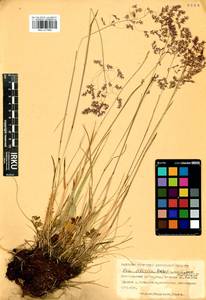 Poa sibirica Roshev., Siberia, Altai & Sayany Mountains (S2) (Russia)