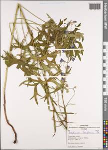 Delphinium laxiflorum DC., Siberia, Altai & Sayany Mountains (S2) (Russia)