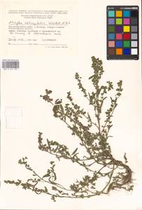 Atriplex oblongifolia Waldst. & Kit., Eastern Europe, Moscow region (E4a) (Russia)