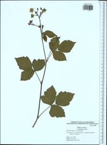 Rubus caesius L., Eastern Europe, Central region (E4) (Russia)