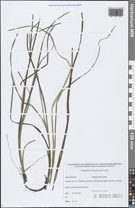 Sparganium hyperboreum Laest. ex Beurl., Siberia, Chukotka & Kamchatka (S7) (Russia)