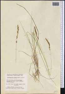 Calamagrostis stricta (Timm) Koeler, America (AMER) (Canada)
