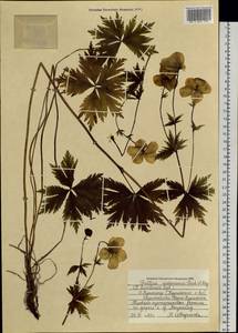 Trollius riederianus Fisch. & C.A.Mey., Siberia, Russian Far East (S6) (Russia)