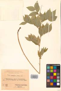 Vicia ramuliflora (Maxim.) Ohwi, Siberia, Russian Far East (S6) (Russia)