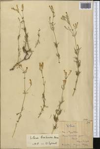 Silene brahuica Boiss., Middle Asia, Northern & Central Tian Shan (M4) (Kazakhstan)