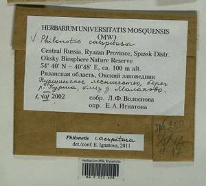Philonotis caespitosa Jur., Bryophytes, Bryophytes - Middle Russia (B6) (Russia)