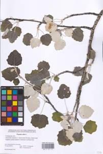 Populus alba L., Eastern Europe, Middle Volga region (E8) (Russia)