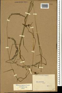 Lolium pratense (Huds.) Darbysh., Caucasus, Stavropol Krai, Karachay-Cherkessia & Kabardino-Balkaria (K1b) (Russia)