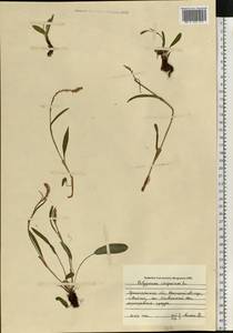 Bistorta vivipara (L.) Delarbre, Eastern Europe, Northern region (E1) (Russia)