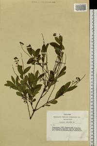 Spiraea salicifolia L., Siberia, Altai & Sayany Mountains (S2) (Russia)