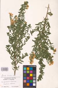 Genista tinctoria L., Eastern Europe, West Ukrainian region (E13) (Ukraine)