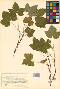 Rubus humulifolius C. A. Mey., Siberia, Russian Far East (S6) (Russia)