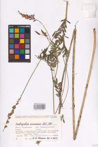 Onobrychis viciifolia Scop., Eastern Europe, Eastern region (E10) (Russia)