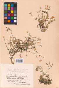 Cerastium alpinum L., Eastern Europe, West Ukrainian region (E13) (Ukraine)
