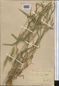 Polypogon fugax Nees ex Steud., Middle Asia, Western Tian Shan & Karatau (M3) (Uzbekistan)