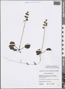 Pyrola rotundifolia L., Siberia, Baikal & Transbaikal region (S4) (Russia)