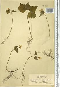 Viola uniflora L., Siberia, Western Siberia (S1) (Russia)