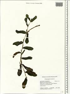 Potamogeton lucens L., Crimea (KRYM) (Russia)