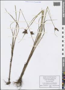 Bolboschoenus planiculmis (F.Schmidt) T.V.Egorova, Eastern Europe, Central forest-and-steppe region (E6) (Russia)