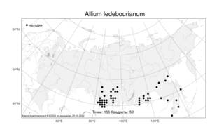 Allium ledebourianum Schult. & Schult.f., Atlas of the Russian Flora (FLORUS) (Russia)