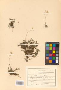 Draba ussuriensis Pohle, Siberia, Russian Far East (S6) (Russia)