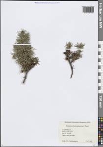 Juniperus communis var. hemisphaerica (C.Presl) Parl., Caucasus, Azerbaijan (K6) (Azerbaijan)