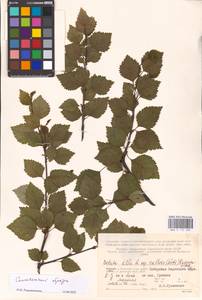 Betula pubescens var. pubescens, Eastern Europe, Northern region (E1) (Russia)