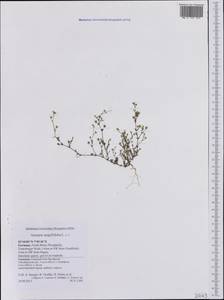 Arenaria serpyllifolia, Western Europe (EUR) (Germany)